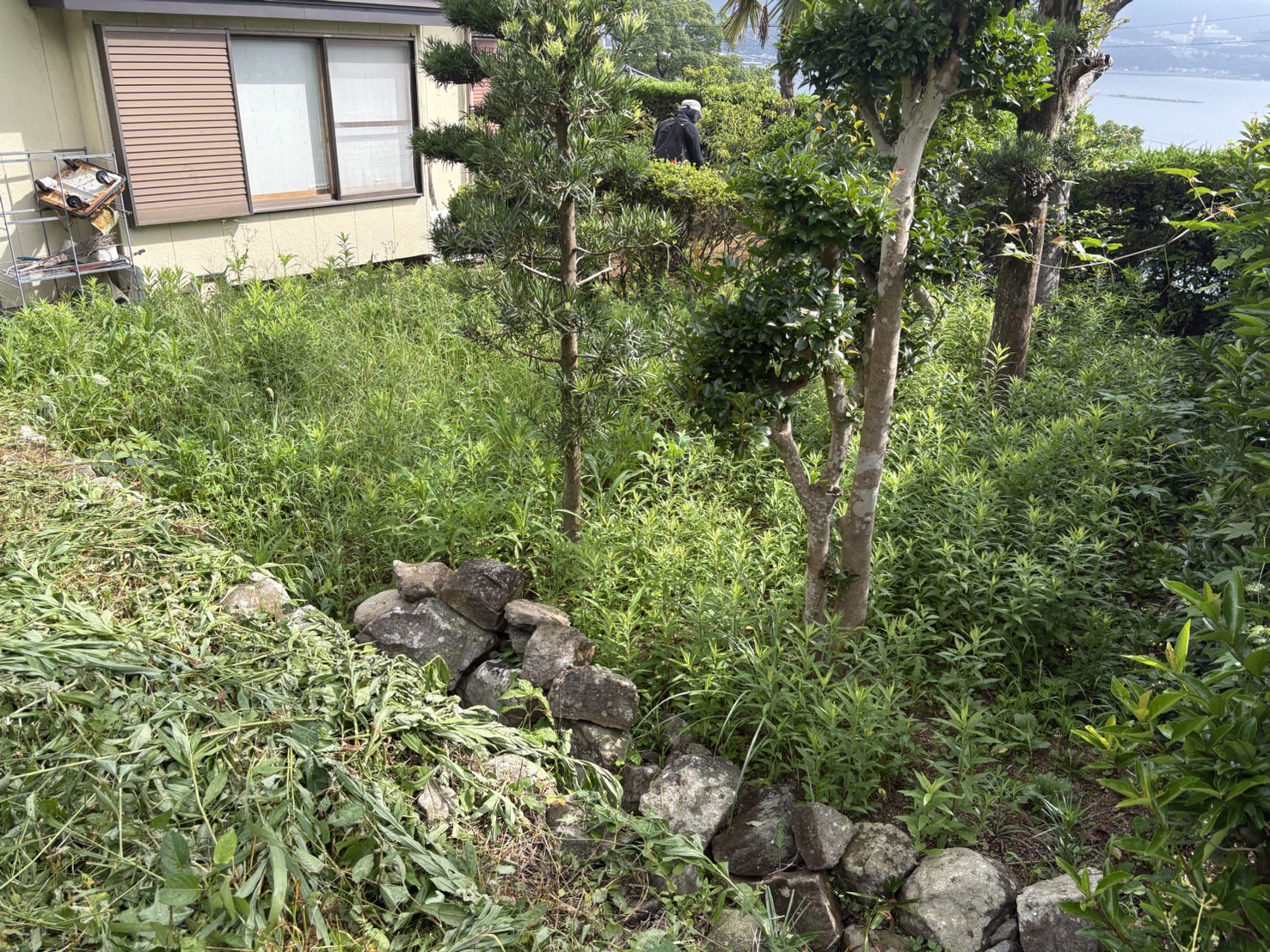 庭の草刈り:施工前